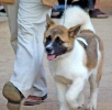 Concurso Nacional Canino de Atarfe Julio 2011