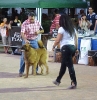 Concurso Nacional Canino de Atarfe Julio 2011