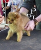 Concurso Nacional Canino de Atarfe Julio 2011