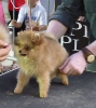 Concurso Nacional Canino de Atarfe Julio 2011