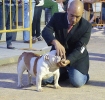 Concurso Nacional Canino de Atarfe Julio 2011