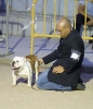 Concurso Nacional Canino de Atarfe Julio 2011