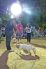 Concurso Nacional Canino de Atarfe Julio 2011