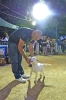 Concurso Nacional Canino de Atarfe Julio 2011