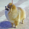 Concurso Nacional Canino de Atarfe Julio 2011
