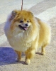Concurso Nacional Canino de Atarfe Julio 2011
