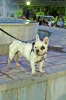Concurso Nacional Canino de Atarfe Julio 2011