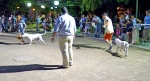 Concurso Nacional Canino de Atarfe Julio 2011