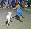 Concurso Nacional Canino de Atarfe Julio 2011