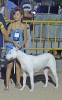 Concurso Nacional Canino de Atarfe Julio 2011