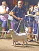 Concurso Nacional Canino de Atarfe Julio 2011