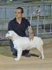 Concurso Nacional Canino de Atarfe Julio 2011