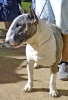 Concurso Nacional Canino de Atarfe Julio 2011