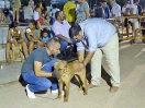 Concurso Nacional Canino de Atarfe Julio 2011