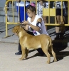 Concurso Nacional Canino de Atarfe Julio 2011