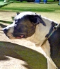 Concurso Nacional Canino de Atarfe Julio 2011