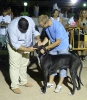 Concurso Nacional Canino de Atarfe Julio 2011