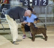 Concurso Nacional Canino de Atarfe Julio 2011