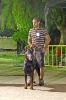 Concurso Nacional Canino de Atarfe Julio 2011