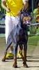 Concurso Nacional Canino de Atarfe Julio 2011