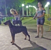 Concurso Nacional Canino de Atarfe Julio 2011