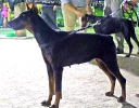 Concurso Nacional Canino de Atarfe Julio 2011