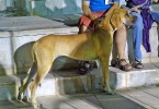 Concurso Nacional Canino de Atarfe Julio 2011