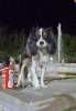 Concurso Nacional Canino de Atarfe Julio 2011