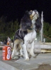 Concurso Nacional Canino de Atarfe Julio 2011