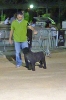 Concurso Nacional Canino de Atarfe Julio 2011