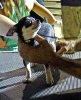 Concurso Nacional Canino de Atarfe Julio 2011