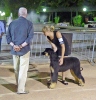 Concurso Nacional Canino de Atarfe Julio 2011