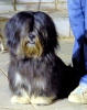 Concurso Nacional Canino de Atarfe Julio 2011