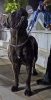 Concurso Nacional Canino de Atarfe Julio 2011