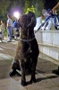 Concurso Nacional Canino de Atarfe Julio 2011