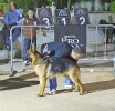 Concurso Nacional Canino de Atarfe Julio 2011