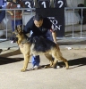 Concurso Nacional Canino de Atarfe Julio 2011