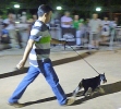 Concurso Nacional Canino de Atarfe Julio 2011