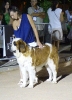 Concurso Nacional Canino de Atarfe Julio 2011