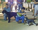 Concurso Nacional Canino de Atarfe Julio 2011