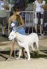 Concurso Nacional Canino de Atarfe Julio 2011