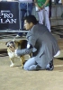 Concurso Nacional Canino de Atarfe Julio 2011