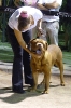 Concurso Nacional Canino de Atarfe Julio 2011