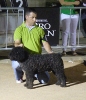 Concurso Nacional Canino de Atarfe Julio 2011