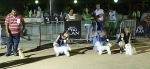 Concurso Nacional Canino de Atarfe Julio 2011