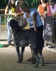 Concurso Nacional Canino de Atarfe Julio 2011