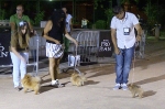 Concurso Nacional Canino de Atarfe Julio 2011