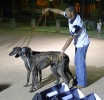 Concurso Nacional Canino de Atarfe Julio 2011