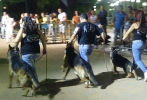 Concurso Nacional Canino de Atarfe Julio 2011