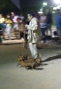 Concurso Nacional Canino de Atarfe Julio 2011